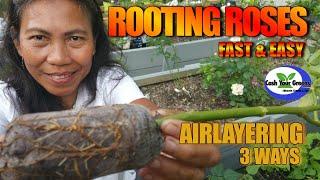 PROPAGATING ROSES FROM CUTTINGS | FAST and EASY using 3 different air layering methods.