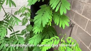 Desmanthus nyctinastic leaf movements