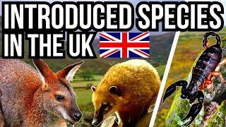 5 Introduced And Non Native Species In The UK
