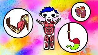 Our Muscular System | Science for Kids