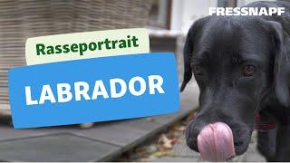 Rasseportrait: Labrador