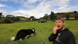 Crazy border collie sheepdog learns Whistle commands