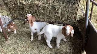 BOER GOAT COLORS - Watch for the Bottle Babies! #goats #farm #cabros #granja #बकरी #boer #bore