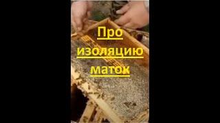 Малыхин_ Про изоляцию маток - Феномен Заполярья