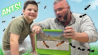 ANTS in MY HOUSE!! Caleb and Dad build an ANT FARM for kids!