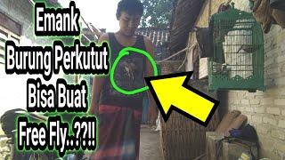 Free Fly Burung Perkutut..!! Emank Bisa??!!