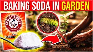 Add 1 Spoonful Of Baking Soda In Your Garden & SEE What Happens Instantly!