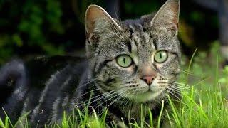 Why Do Cats Hunt? | Cats Uncovered | BBC Earth