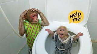 Monkey Kobi was confused when she saw monkey ToTo fall into the toilet