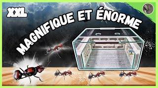 À quoi ressemble la plus grosse fourmis moissonneuses au monde ( Messor cephalotes )