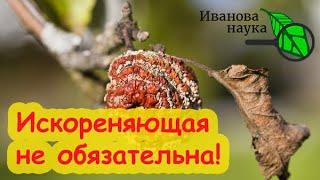 ТОП-7 ВОПРОСОВ ОБ ИСКОРЕНЯЮЩЕЙ ОБРАБОТКЕ ОСЕНЬЮ. Всё, что надо знать об искоренении болезней в саду.