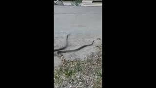 змеи на улицах Волгограда