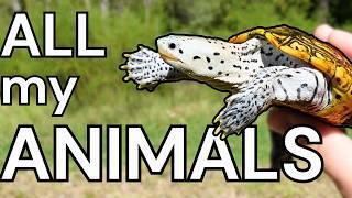 RARE WATER TURTLE TOUR! - All My Animals