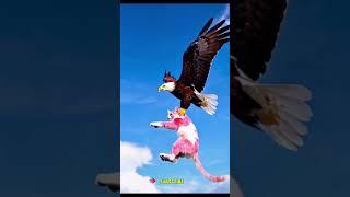 The dazzling challenge between an eagle and a cat. funny video  