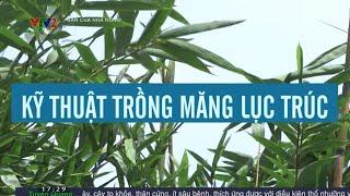 Kỹ thuật trồng măng lục trúc