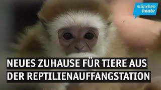 Gibbon Jimmy und sieben weitere exotische Tiere aus der Reptilienauffangstation haben ein neues Zuha