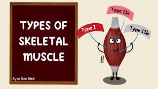 Types of Skeletal Muscle | Fast Twitch Slow Twitch Fibres | Type 1 Type 2 Fibres | Muscle Physiology