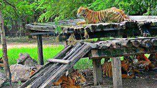 Safari World Bangkok, Thailand | Ride through Open Animals