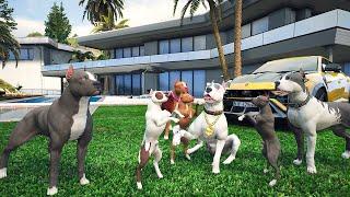 BEYAZ PİTBULL JACK DÖVÜŞLERLE ZENGİN OLDU VE AİLESİNİ SEVİNDİRDİ! - GTA 5