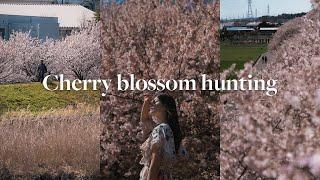 A Very Successful Cherry Blossom Hunting Day   — Japan Photography Vlog