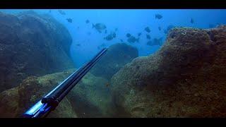 Hawaii Spearfishing | Spearfishing for The First VIRTUAL DIVE COMPETITION (Unexpected Results)