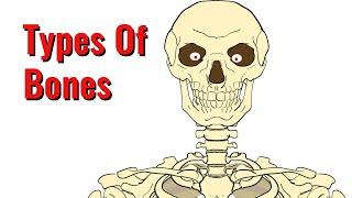 Types Of Bones In The Human Body