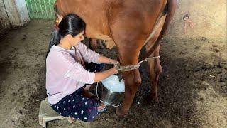 Ye galat baat hai ramde ye fastest cow milking hai