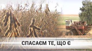 «Працюєм в нуль»: дрібний фермер про збір сої