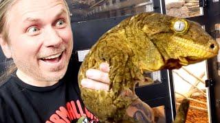 ULTIMATE GUIDE TO THE LARGEST GECKOS IN THE WORLD!! | BRIAN BARCZYK