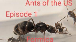 Ants of the US ep 1: non parasitic Formica (CAREGUIDE).