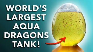 GIANT Aqua Dragons Eggspress!