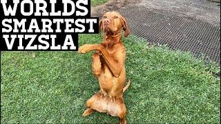 World's Smartest Vizsla