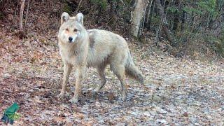 Mysterious canine captured on camera in northern Minnesota