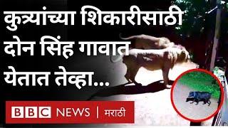 Animal Video : कुत्र्यांची शिकार करण्यासाठी जेव्हा सिंह गावात येतात.. | BBC News Marathi