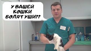 Боль в ушах у кошки