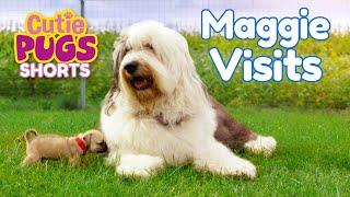 Maggie Visits | Cutie Pugs | Animals for Kids