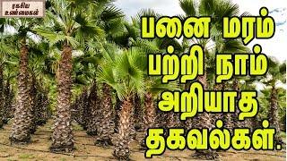 பனை மரம் பற்றி நாம் அறியாத தகவல்கள் || Unknown Facts About Palm Tree