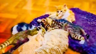 Посмотрите каким ДОБРЫМ вырос котенок Абрикос, он так нежно ухаживает за мамой кошкой и котятами)))
