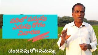 వరిలో పసుపు, ఎరుపు (తెగులు)రోగం | varilo chandanapu rogam samasya | Karshaka Nestham