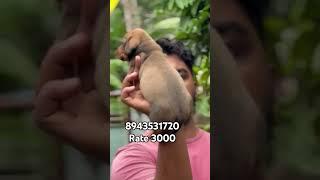 Quality dash female puppy available in Kerala cheap price # vichu poochakkal