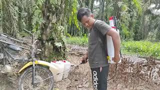 Proses penyemprotan di kebun kelapa sawit.