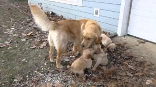 6 week old golden retriever puppies play with their father, Indy