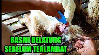 mengobati luka belatung dengan mudah dan murah sekali