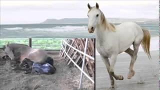 See How Horse Giving Birth Without A Human Help