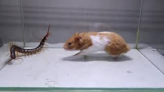 When the Hamster first saw the Centipede