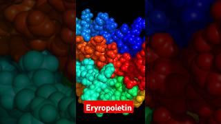 Erythropoietin #shortsvideo #bloodcells #science #anatomy #ytshorts