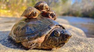 Musk Turtles Everywhere!! With NKFHerping