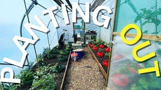 The Big PolyTunnel Plant Out
