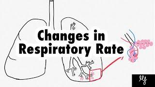 How does respiratory rate change? Understand the physiology.