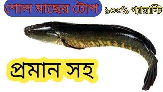 শোল মাছ ধরার টোপ বানানো পদ্ধতি || ১০০% গ্যারান্টি || প্রমাণ সহ || togor fishing